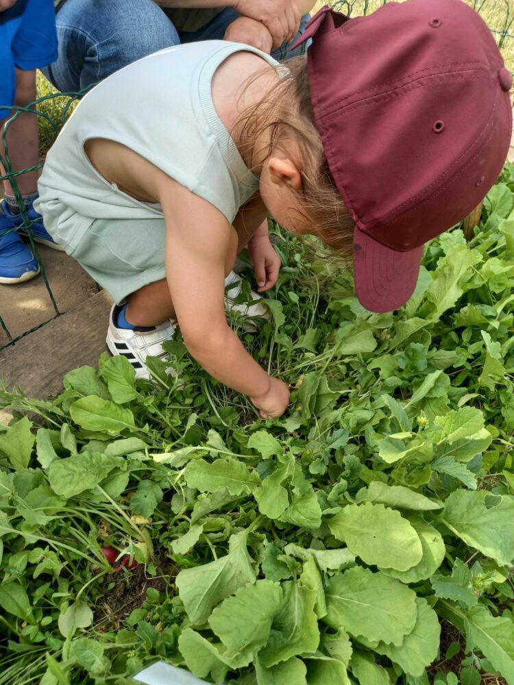 Récolte au jardin