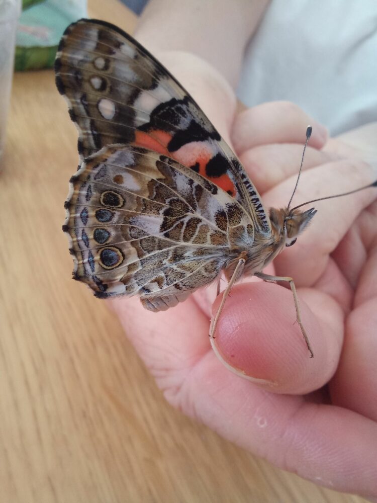 Minute papillon !