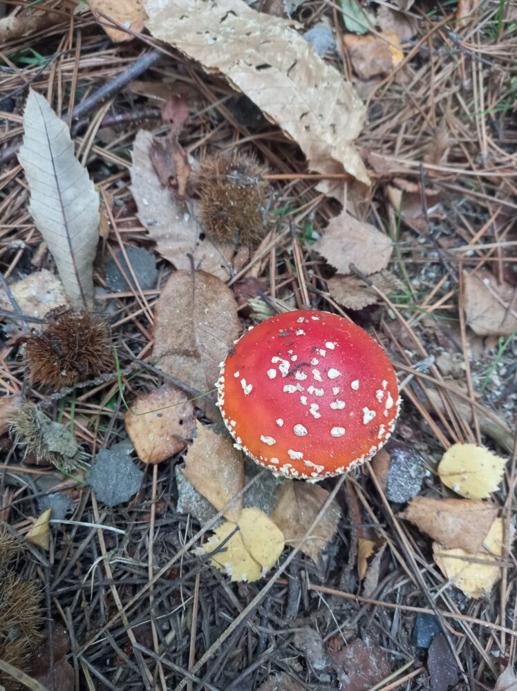Balade d’automne